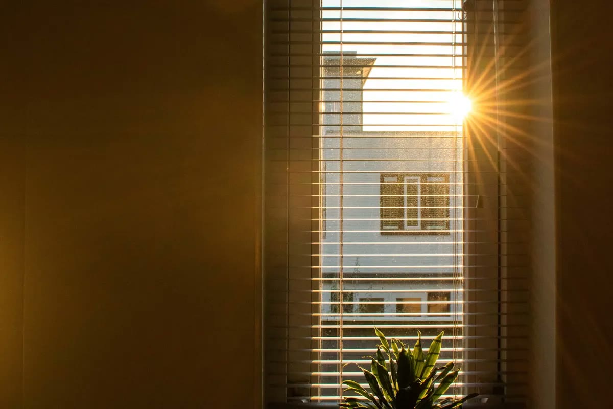 Warm sunlight shining through a window past a potted plant.
